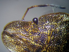 Sciocoris homalonotus