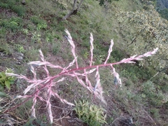 Puya floccosa