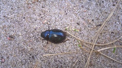 Hydrochara caraboides