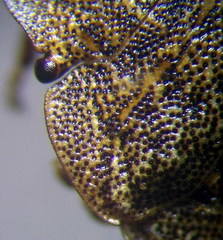 Sciocoris homalonotus