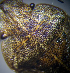 Sciocoris homalonotus