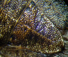 Sciocoris homalonotus