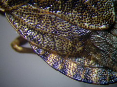 Sciocoris homalonotus