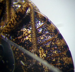 Sciocoris homalonotus