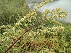Artemisia selengensis