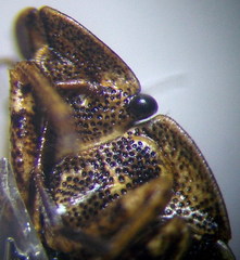 Sciocoris homalonotus