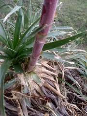 Puya floccosa