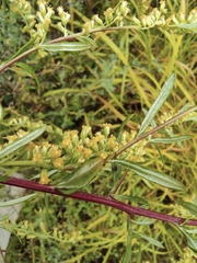 Artemisia selengensis