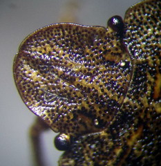 Sciocoris homalonotus