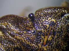 Sciocoris homalonotus