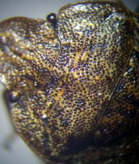 Sciocoris homalonotus