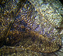 Sciocoris homalonotus