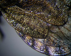 Sciocoris homalonotus