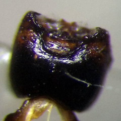 Sciocoris homalonotus