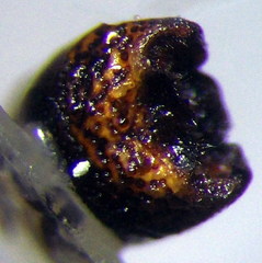 Sciocoris homalonotus