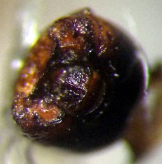 Sciocoris homalonotus