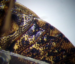 Sciocoris homalonotus
