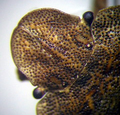 Sciocoris homalonotus