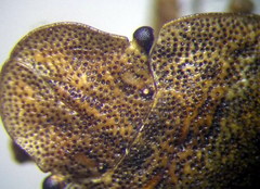 Sciocoris homalonotus