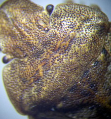 Sciocoris homalonotus