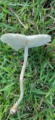 Macrolepiota bonaerensis