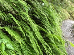 Amauropelta beddomei