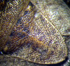 Sciocoris homalonotus