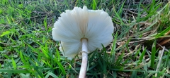 Macrolepiota bonaerensis