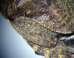 Sciocoris homalonotus