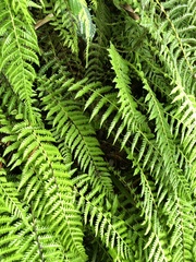 Amauropelta beddomei