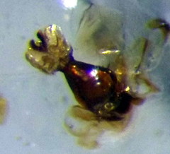 Sciocoris homalonotus