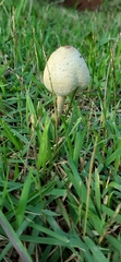 Macrolepiota bonaerensis