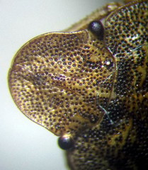 Sciocoris homalonotus