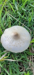 Macrolepiota bonaerensis