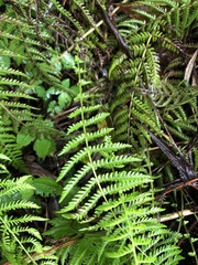 Amauropelta beddomei