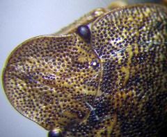 Sciocoris homalonotus