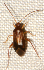 Ceratocapsus modestus