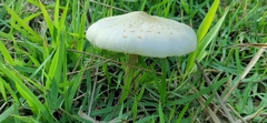 Macrolepiota bonaerensis