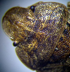 Sciocoris homalonotus