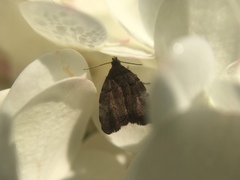 Choreutis pariana