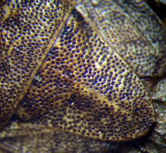 Sciocoris homalonotus