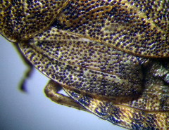 Sciocoris homalonotus