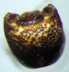 Sciocoris homalonotus