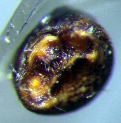 Sciocoris homalonotus