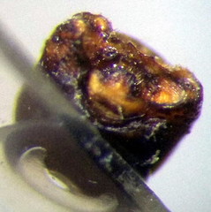 Sciocoris homalonotus