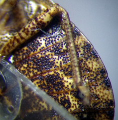 Sciocoris homalonotus
