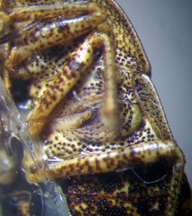 Sciocoris homalonotus