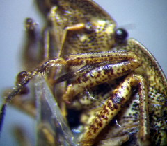 Sciocoris homalonotus