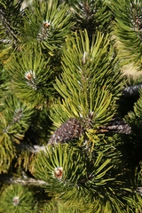 Pinus heldreichii