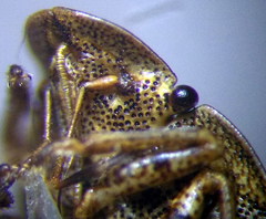 Sciocoris homalonotus